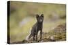 Norway, Western Spitsbergen. Arctic Fox Vixen in Blue Phase-Steve Kazlowski-Stretched Canvas