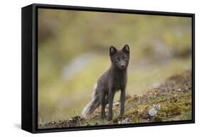 Norway, Western Spitsbergen. Arctic Fox Vixen in Blue Phase-Steve Kazlowski-Framed Stretched Canvas