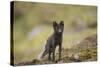 Norway, Western Spitsbergen. Arctic Fox Vixen in Blue Phase-Steve Kazlowski-Stretched Canvas