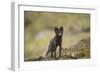 Norway, Western Spitsbergen. Arctic Fox Vixen in Blue Phase-Steve Kazlowski-Framed Photographic Print