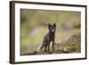 Norway, Western Spitsbergen. Arctic Fox Vixen in Blue Phase-Steve Kazlowski-Framed Photographic Print