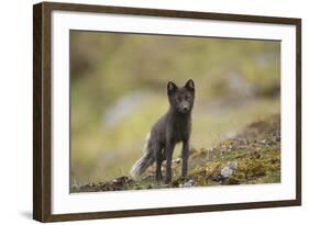 Norway, Western Spitsbergen. Arctic Fox Vixen in Blue Phase-Steve Kazlowski-Framed Photographic Print