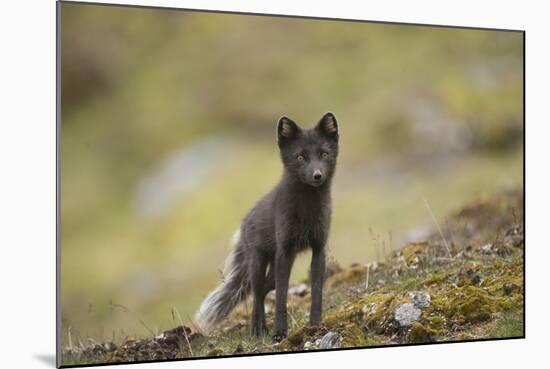 Norway, Western Spitsbergen. Arctic Fox Vixen in Blue Phase-Steve Kazlowski-Mounted Photographic Print