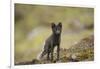 Norway, Western Spitsbergen. Arctic Fox Vixen in Blue Phase-Steve Kazlowski-Framed Photographic Print