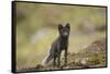 Norway, Western Spitsbergen. Arctic Fox Vixen in Blue Phase-Steve Kazlowski-Framed Stretched Canvas