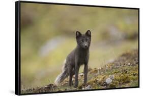 Norway, Western Spitsbergen. Arctic Fox Vixen in Blue Phase-Steve Kazlowski-Framed Stretched Canvas