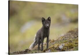 Norway, Western Spitsbergen. Arctic Fox Vixen in Blue Phase-Steve Kazlowski-Stretched Canvas