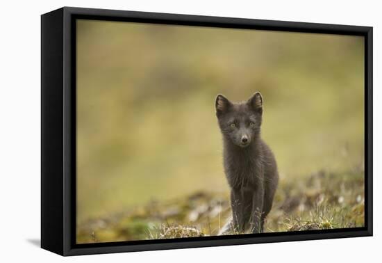 Norway, Western Spitsbergen. Arctic Fox Vixen in Blue Phase-Steve Kazlowski-Framed Stretched Canvas