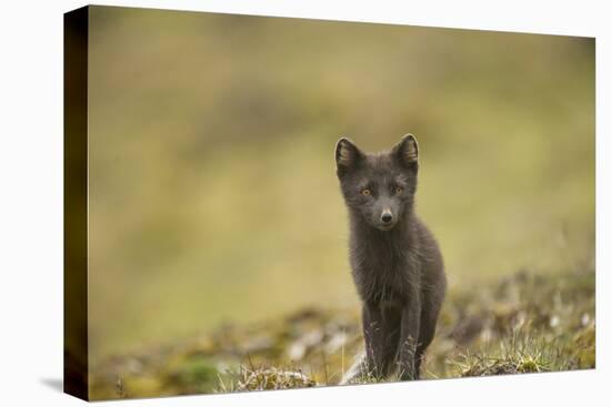 Norway, Western Spitsbergen. Arctic Fox Vixen in Blue Phase-Steve Kazlowski-Stretched Canvas