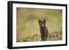 Norway, Western Spitsbergen. Arctic Fox Vixen in Blue Phase-Steve Kazlowski-Framed Photographic Print