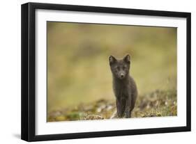 Norway, Western Spitsbergen. Arctic Fox Vixen in Blue Phase-Steve Kazlowski-Framed Photographic Print