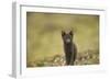 Norway, Western Spitsbergen. Arctic Fox Vixen in Blue Phase-Steve Kazlowski-Framed Photographic Print