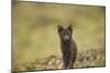 Norway, Western Spitsbergen. Arctic Fox Vixen in Blue Phase-Steve Kazlowski-Mounted Photographic Print