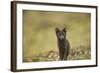 Norway, Western Spitsbergen. Arctic Fox Vixen in Blue Phase-Steve Kazlowski-Framed Photographic Print