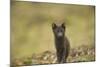 Norway, Western Spitsbergen. Arctic Fox Vixen in Blue Phase-Steve Kazlowski-Mounted Photographic Print