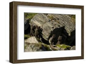 Norway, Western Spitsbergen. Arctic Fox Vixen in Blue Phase-Steve Kazlowski-Framed Photographic Print