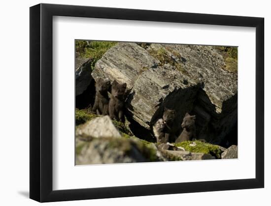 Norway, Western Spitsbergen. Arctic Fox Vixen in Blue Phase-Steve Kazlowski-Framed Photographic Print