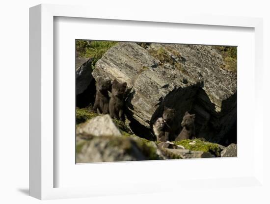 Norway, Western Spitsbergen. Arctic Fox Vixen in Blue Phase-Steve Kazlowski-Framed Photographic Print