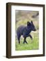 Norway, Western Spitsbergen. Arctic Fox Vixen in Blue Phase-Steve Kazlowski-Framed Photographic Print