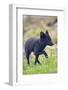 Norway, Western Spitsbergen. Arctic Fox Vixen in Blue Phase-Steve Kazlowski-Framed Photographic Print