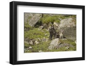 Norway, Western Spitsbergen. Arctic Fox Vixen in Blue Phase-Steve Kazlowski-Framed Photographic Print