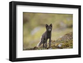 Norway, Western Spitsbergen. Arctic Fox Vixen in Blue Phase-Steve Kazlowski-Framed Photographic Print