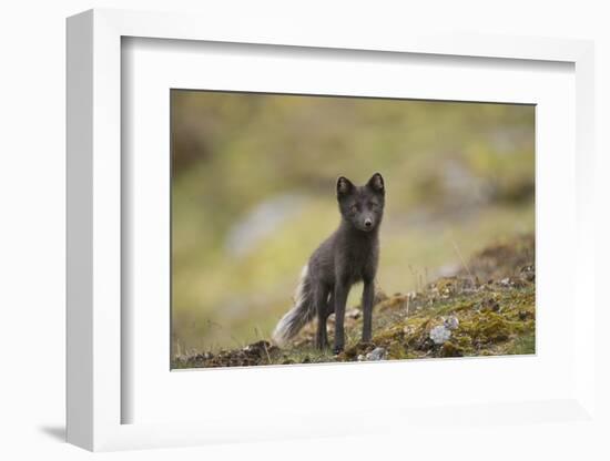 Norway, Western Spitsbergen. Arctic Fox Vixen in Blue Phase-Steve Kazlowski-Framed Photographic Print