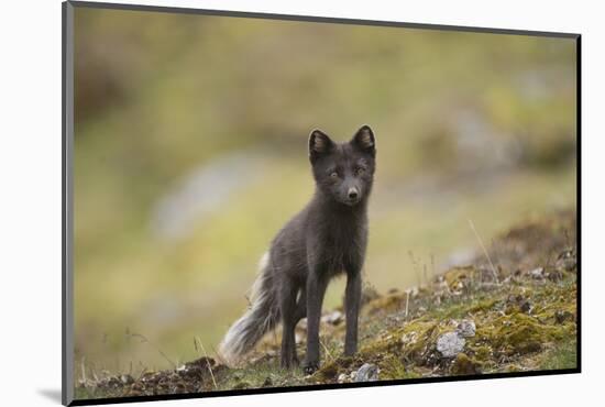 Norway, Western Spitsbergen. Arctic Fox Vixen in Blue Phase-Steve Kazlowski-Mounted Photographic Print