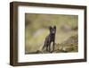 Norway, Western Spitsbergen. Arctic Fox Vixen in Blue Phase-Steve Kazlowski-Framed Premium Photographic Print