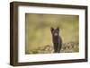 Norway, Western Spitsbergen. Arctic Fox Vixen in Blue Phase-Steve Kazlowski-Framed Premium Photographic Print