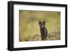 Norway, Western Spitsbergen. Arctic Fox Vixen in Blue Phase-Steve Kazlowski-Framed Premium Photographic Print