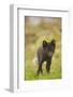 Norway, Western Spitsbergen. Arctic Fox Vixen in Blue Phase-Steve Kazlowski-Framed Photographic Print