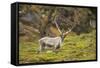 Norway, Western Spitsbergen. Svalbard Reindeer Adult Buck Foraging-Steve Kazlowski-Framed Stretched Canvas