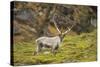 Norway, Western Spitsbergen. Svalbard Reindeer Adult Buck Foraging-Steve Kazlowski-Stretched Canvas