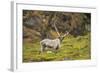 Norway, Western Spitsbergen. Svalbard Reindeer Adult Buck Foraging-Steve Kazlowski-Framed Photographic Print