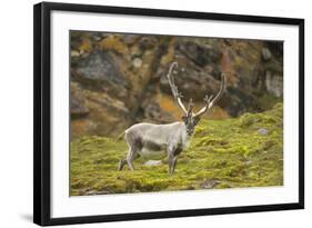 Norway, Western Spitsbergen. Svalbard Reindeer Adult Buck Foraging-Steve Kazlowski-Framed Photographic Print