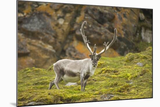 Norway, Western Spitsbergen. Svalbard Reindeer Adult Buck Foraging-Steve Kazlowski-Mounted Photographic Print