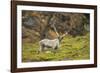 Norway, Western Spitsbergen. Svalbard Reindeer Adult Buck Foraging-Steve Kazlowski-Framed Photographic Print