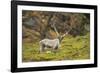 Norway, Western Spitsbergen. Svalbard Reindeer Adult Buck Foraging-Steve Kazlowski-Framed Photographic Print