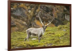 Norway, Western Spitsbergen. Svalbard Reindeer Adult Buck Foraging-Steve Kazlowski-Framed Photographic Print