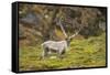 Norway, Western Spitsbergen. Svalbard Reindeer Adult Buck Foraging-Steve Kazlowski-Framed Stretched Canvas