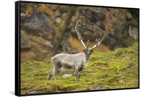 Norway, Western Spitsbergen. Svalbard Reindeer Adult Buck Foraging-Steve Kazlowski-Framed Stretched Canvas