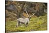 Norway, Western Spitsbergen. Svalbard Reindeer Adult Buck Foraging-Steve Kazlowski-Stretched Canvas