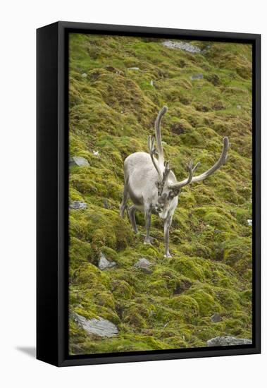 Norway, Western Spitsbergen. Svalbard Reindeer Adult Buck Foraging-Steve Kazlowski-Framed Stretched Canvas