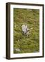 Norway, Western Spitsbergen. Svalbard Reindeer Adult Buck Foraging-Steve Kazlowski-Framed Photographic Print