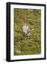 Norway, Western Spitsbergen. Svalbard Reindeer Adult Buck Foraging-Steve Kazlowski-Framed Photographic Print