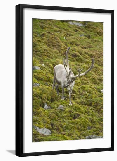 Norway, Western Spitsbergen. Svalbard Reindeer Adult Buck Foraging-Steve Kazlowski-Framed Photographic Print