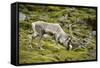 Norway, Western Spitsbergen. Svalbard Reindeer Adult Buck Foraging-Steve Kazlowski-Framed Stretched Canvas