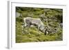 Norway, Western Spitsbergen. Svalbard Reindeer Adult Buck Foraging-Steve Kazlowski-Framed Photographic Print