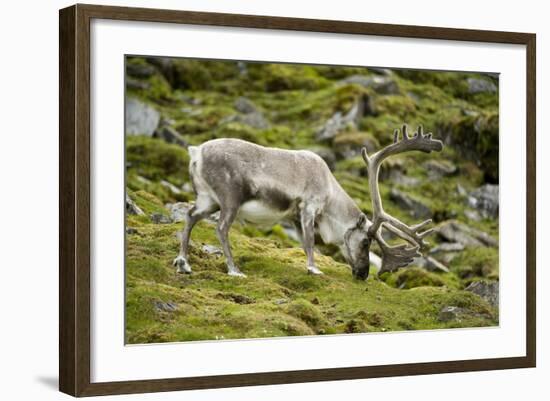 Norway, Western Spitsbergen. Svalbard Reindeer Adult Buck Foraging-Steve Kazlowski-Framed Photographic Print